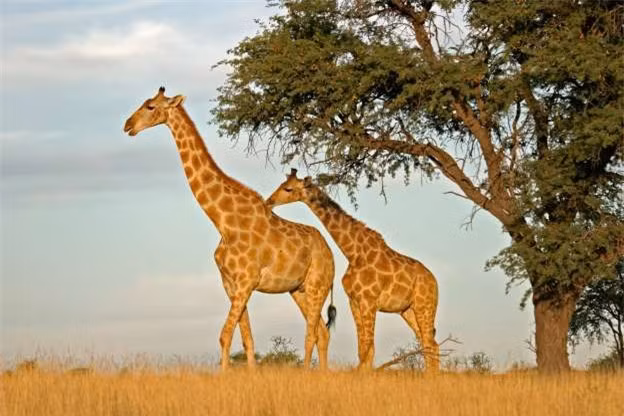 Những chú hươu cao cổ trên đồng cỏ đã trở thành một nét đặc trưng của cuộc sống hoang dã châu Phi.