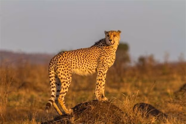 Vẻ đẹp của một chú báo đốm châu Phi giữa thiên nhiên hoang dã.