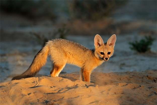 Một chú cáo Cape đáng yêu giữa thiên nhiên hoang dã châu Phi đa dạng các loài động vật độc đáo.