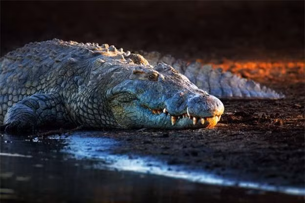 Cận cảnh vẻ ngoài của một chú cá sấu sông Nile. 