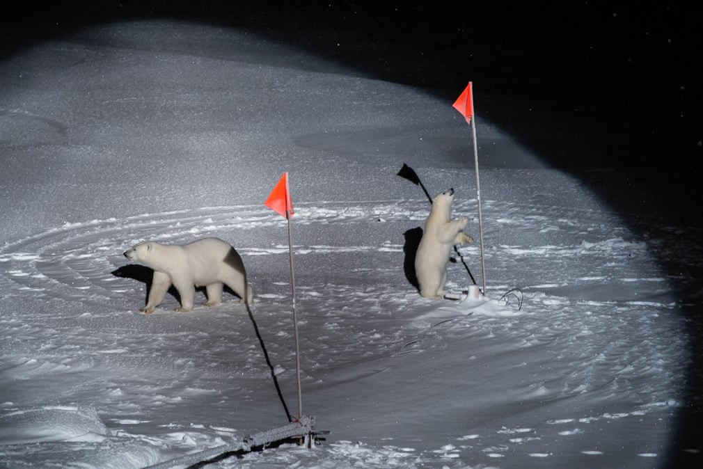 Tác phẩm này từng gây chú ý ở cuộc thi "Ảnh báo chí thế giới năm 2020". Trong ảnh, gấu mẹ và con của nó tiến sát đến thiết bị được đặt bởi các nhà khoa học trên tàu Polarstern. Đây là con tàu được dùng trong chuyến thám hiểm điều tra hậu quả của biến đổi khí hậu tại Bắc Cực vào 10/10/2019. Ảnh: Esther Horvath.