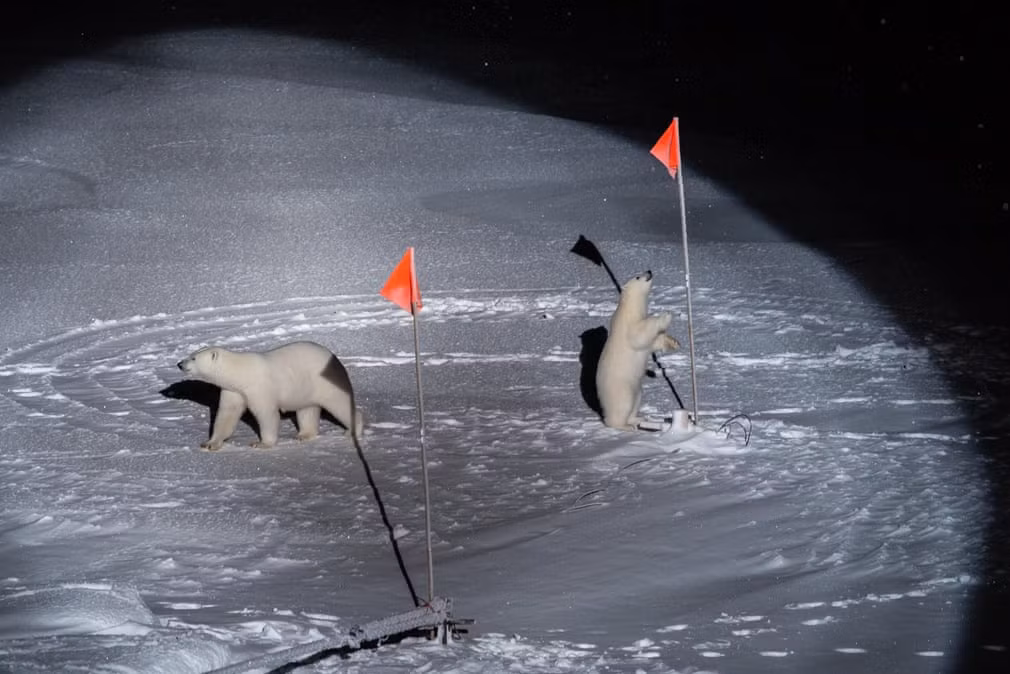 Tác phẩm này từng gây chú ý ở cuộc thi "Ảnh báo chí thế giới năm 2020". Trong ảnh, gấu mẹ và con của nó tiến sát đến thiết bị được đặt bởi các nhà khoa học trên tàu Polarstern. Đây là con tàu được dùng trong chuyến thám hiểm điều tra hậu quả của biến đổi khí hậu tại Bắc Cực vào 10/10/2019. Ảnh: Esther Horvath.