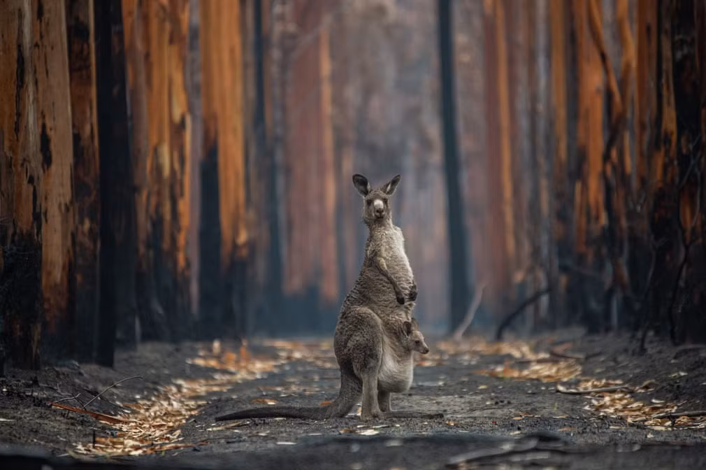 "Hy vọng giữa khu rừng cháy" là tác phẩm chiến thắng hạng mục "Con người và thiên nhiên" tại festival "Trò chuyện về ảnh thiên nhiên" diễn ra ở Hà Lan. Bức ảnh đem đến nhiều tầng ý nghĩa khi hai mẹ con kangaroo may mắn sống sót đứng giữa cánh rừng trơ trọi ở Mallacoota, Victoria, Australia sau vụ cháy. Ảnh: Jo-Anne.