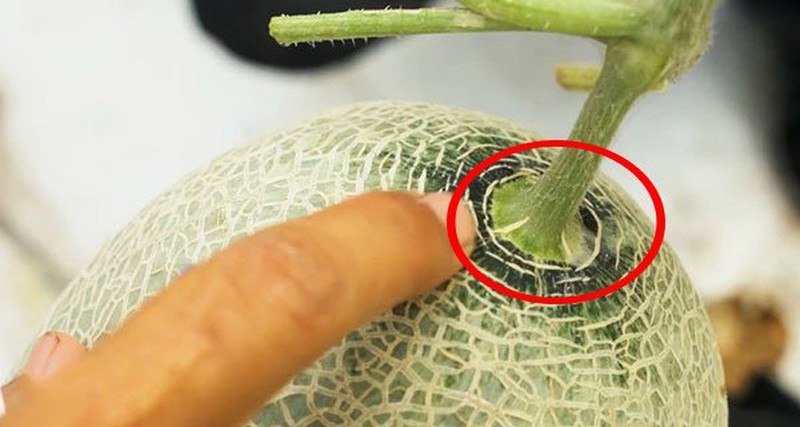 3 bí quyết chọn dưa lưới tươi ngon, ngọt lịm, giòn thơm ảnh 1 3 bí quyết chọn dưa lưới tươi ngon, ngọt lịm, giòn thơm ảnh 1