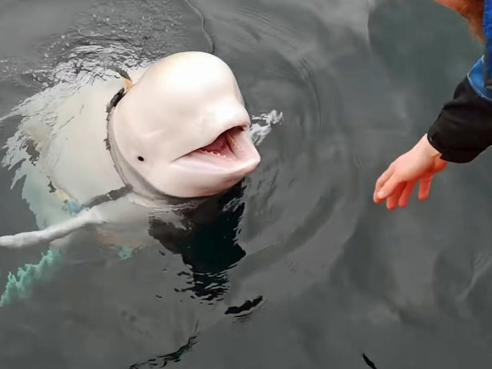 Xuong chat dong o bo bien, du khach bao canh sat lien nhan duoc lenh cam-Hinh-3