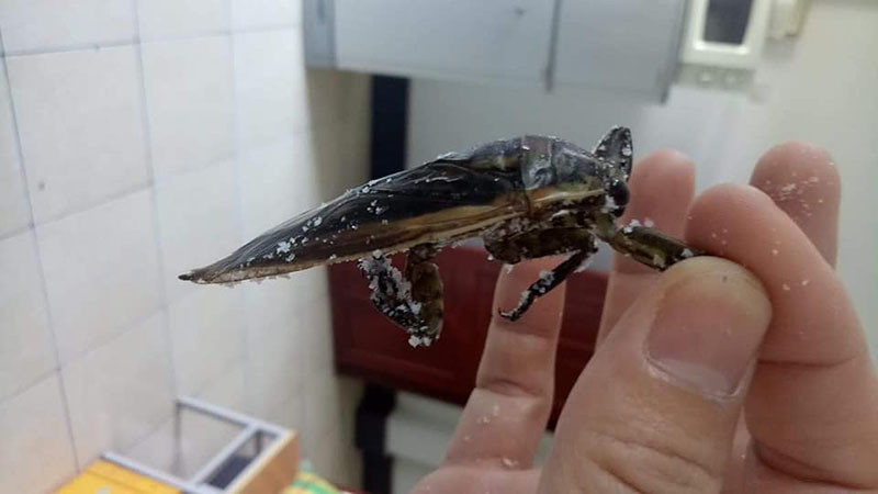 Loai con trung giong gian ban 3,5 trieu/kg