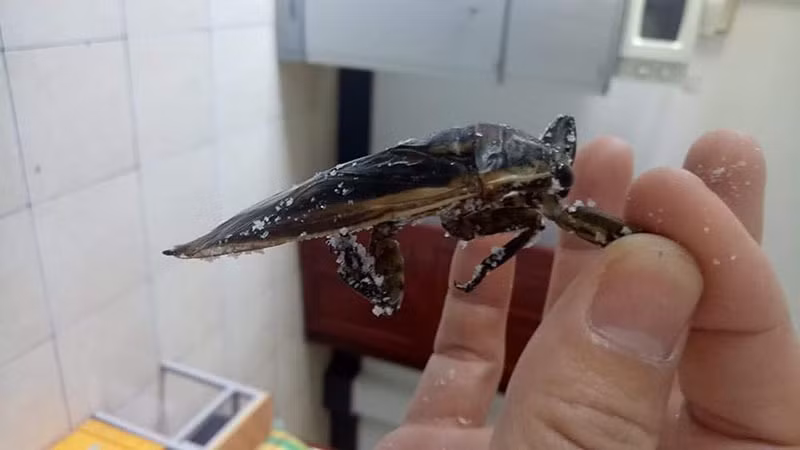 Loai con trung giong gian ban 3,5 trieu/kg