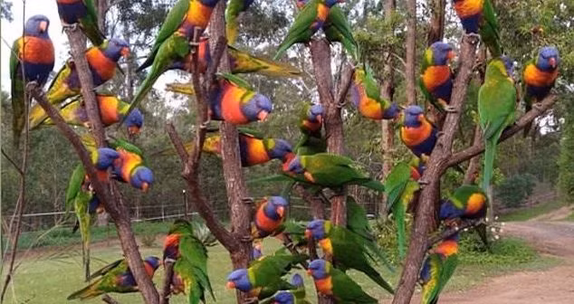 Chiêm ngưỡng cây thông Noel đặc biệt chỉ có ở Australia