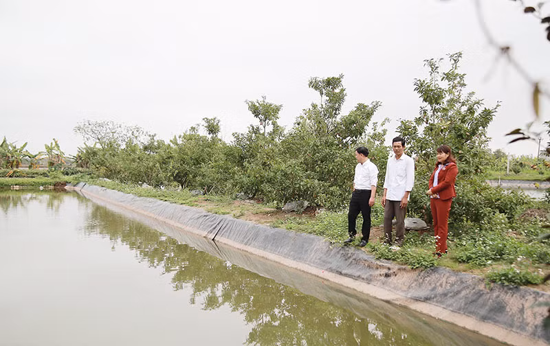 Bo nha nuoc ve nuoi lon, moi nam thu hon 1 trieu USD-Hinh-6