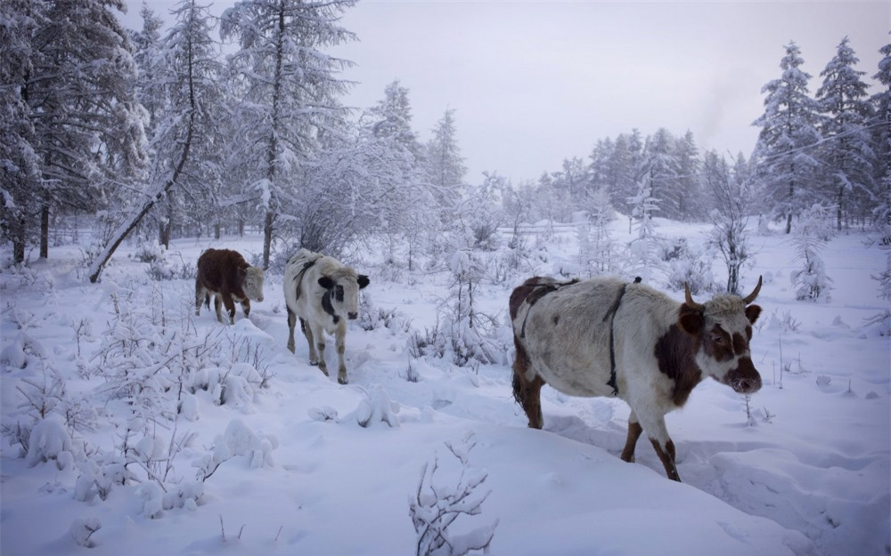  Khu vực này cũng không có nhiều thức ăn cho gia súc.