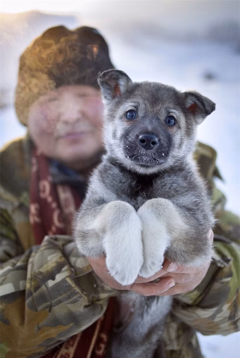  Dù lạnh thấu xương, ở Oymyakon cũng không thể thiếu những chú chó, “người bạn” bốn chân trung thành của con người.