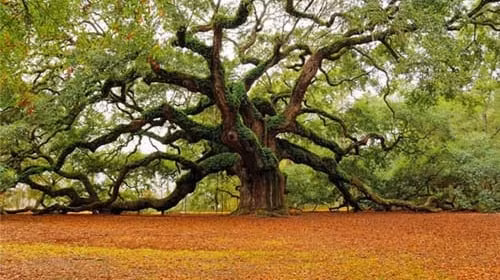 3 mon do gay tieu tan tai loc can vut bo cang som cang tot