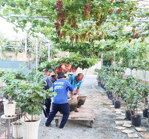 Ninh Thuan: Nho canh thu hut nguoi choi trong dip Tet-Hinh-3