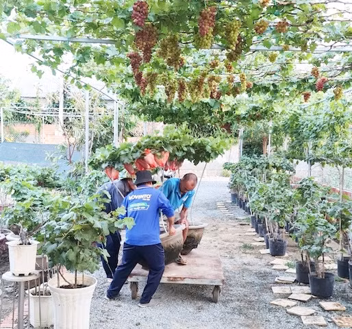 Ninh Thuan: Nho canh thu hut nguoi choi trong dip Tet-Hinh-3