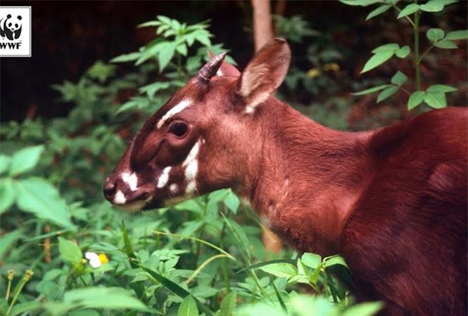 6. Sao la: Năm 1992, sinh vật huyền bí này được phát hiện tại Việt Nam, còn được gọi là "Kỳ lân châu Á", được ca ngợi là một trong những khám phá động vật học ngoạn mục nhất của thế kỷ 20.Tuy nhiên, loài động vật xinh đẹp và khó nắm bắt này được IUCN coi là có nguy cơ tuyệt chủng nghiêm trọng và là một trong những động vật có vú lớn hiếm nhất tồn tại trên Trái đất. 
