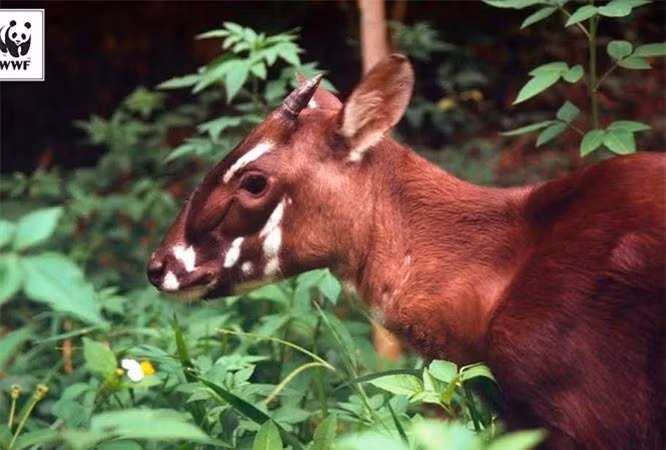 6. Sao la: Năm 1992, sinh vật huyền bí này được phát hiện tại Việt Nam, còn được gọi là "Kỳ lân châu Á", được ca ngợi là một trong những khám phá động vật học ngoạn mục nhất của thế kỷ 20.Tuy nhiên, loài động vật xinh đẹp và khó nắm bắt này được IUCN coi là có nguy cơ tuyệt chủng nghiêm trọng và là một trong những động vật có vú lớn hiếm nhất tồn tại trên Trái đất. 
