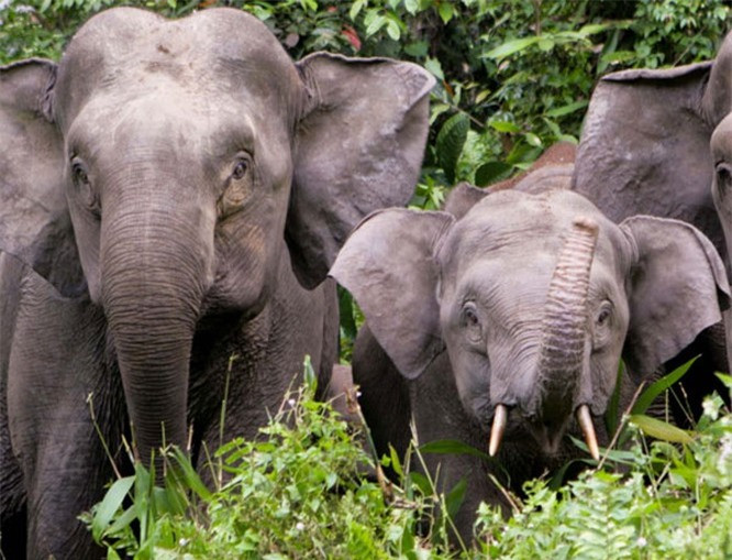 5. Voi Sumatra: Trong 25 năm qua, Voi Sumatra đã mất 70% môi trường sống do nạn phá rừng cho các đồn điền dầu cọ, nông nghiệp và các khu định cư của con người.Ước tính chưa đến 2000 tồn tại và năm 2011, Voi Sumatra được IUCN phân loại là cực kỳ nguy cấp. 