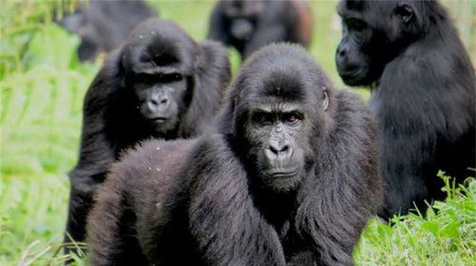 2. Khỉ đột: Khỉ đột sông và Khỉ đột núi đều được phân loại là cực kỳ nguy cấp và có nguy cơ tuyệt chủng bởi IUCN từ năm 1996 - đó là hai trong số năm phân loài khỉ đột.Hiện tại chỉ còn lại 200-300 khỉ đột sông trong tự nhiên và 900 khỉ đột núi. 