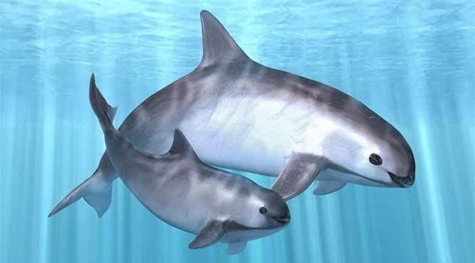 7. Cá heo Vaquita: Nếu bạn chưa bao giờ nhìn thấy những sinh vật này trước đây, thì điều đó cũng dễ hiểu thôi, bởi loài động vật có vú cực kỳ hiếm này chỉ được tìm thấy ở vùng Vịnh phía bắc California. Và số lượng loài này cũng bị giảm mạnh tới 90% trong vòng chưa đầy 6 năm. 