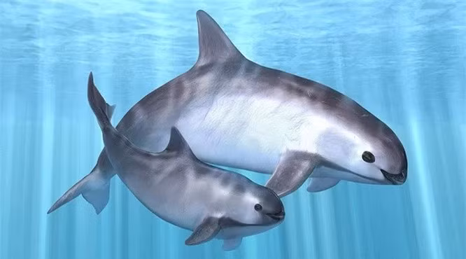 7. Cá heo Vaquita: Nếu bạn chưa bao giờ nhìn thấy những sinh vật này trước đây, thì điều đó cũng dễ hiểu thôi, bởi loài động vật có vú cực kỳ hiếm này chỉ được tìm thấy ở vùng Vịnh phía bắc California. Và số lượng loài này cũng bị giảm mạnh tới 90% trong vòng chưa đầy 6 năm. 