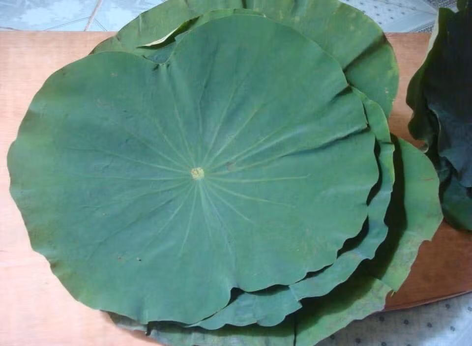 La sen bo day dam nay duoc phoi lam tra, gia 90 ngan dong/kg-Hinh-2