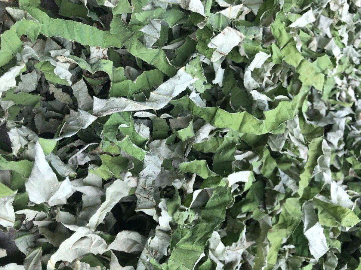 La sen bo day dam nay duoc phoi lam tra, gia 90 ngan dong/kg-Hinh-4