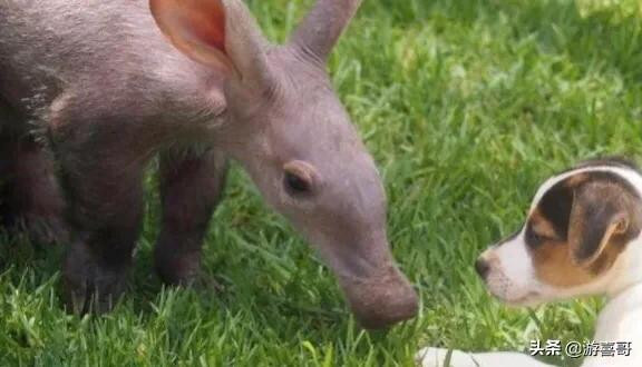 Dem 1 con vat la ve, nguoi dan ong vui mung khi biet lai lich cua no-Hinh-3