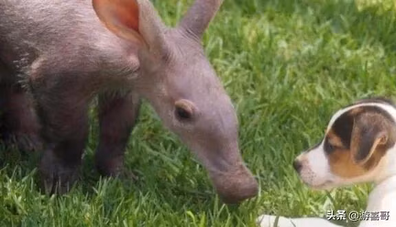 Dem 1 con vat la ve, nguoi dan ong vui mung khi biet lai lich cua no-Hinh-3