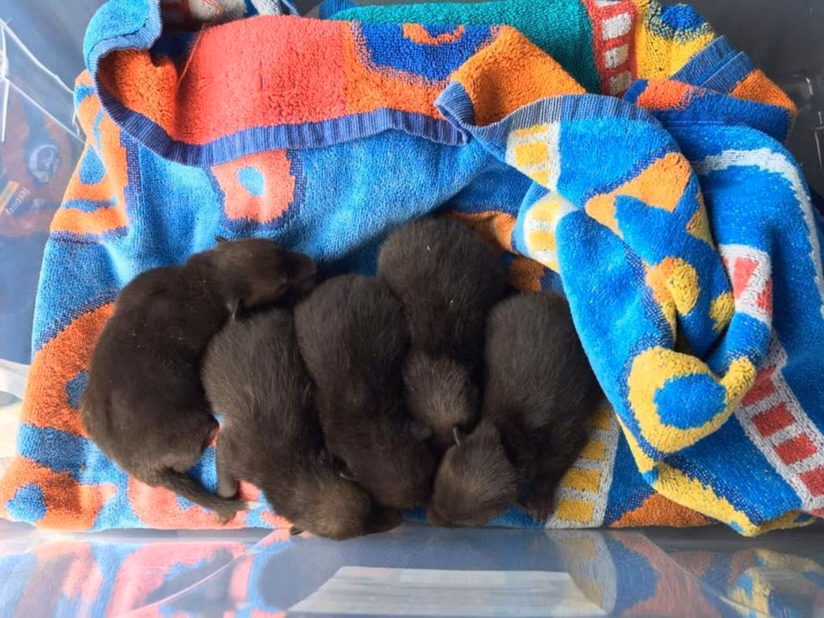 Nguoi dan ong tim duoc 5 con cho, sau do nhan ra chung khong phai cho