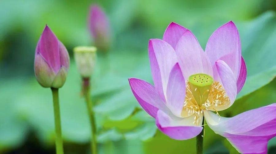 Nguoi co ngay sinh Am lich ket thuc bang 3 so nay, tuong lai ruc ro-Hinh-3