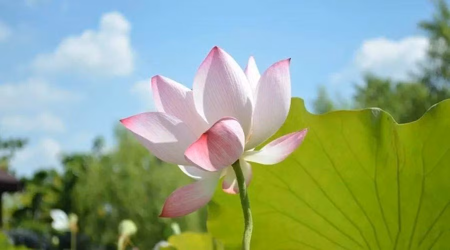 Nguoi co ngay sinh Am lich ket thuc bang 3 so nay, tuong lai ruc ro