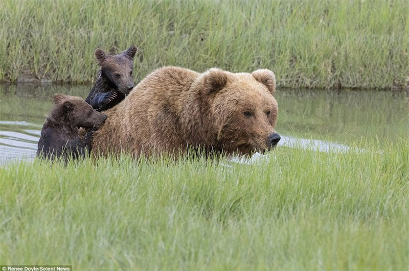 Hai chú gấu nâu nhỏ bám chặt lưng mẹ để chuẩn bị hành trình qua rạch