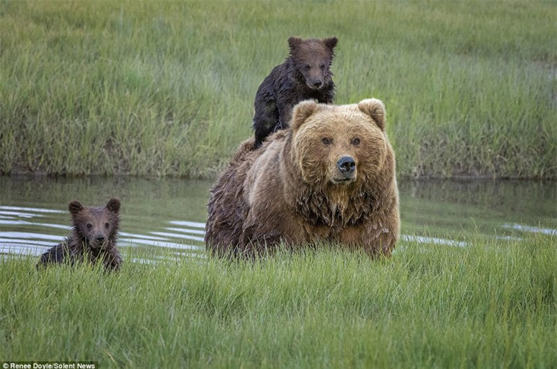 Khi sang tới bờ bên kia, một chú gấu con đã tụt xuống, nhưng chú còn lại vẫn bám trên lưng mẹ.