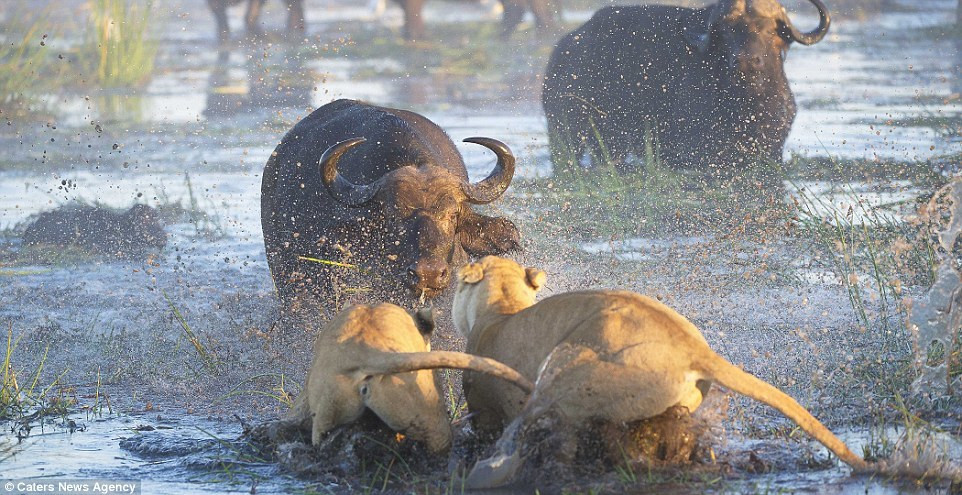 Sau khi phát hiện sư tử làm nghé con bị thương, trâu mẹ quay lại giải cứu con.