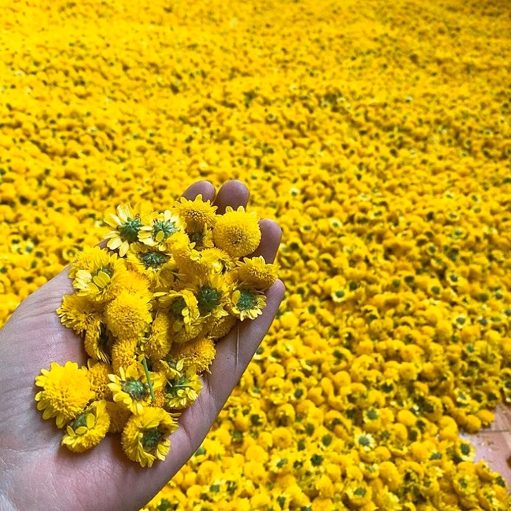 Loai hoa tien vua co gia nua trieu dong/kg, dan thi nhau ra dong hai-Hinh-5