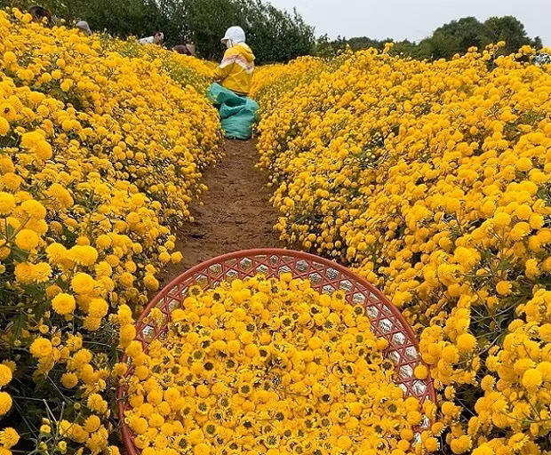 Loai hoa tien vua co gia nua trieu dong/kg, dan thi nhau ra dong hai-Hinh-10