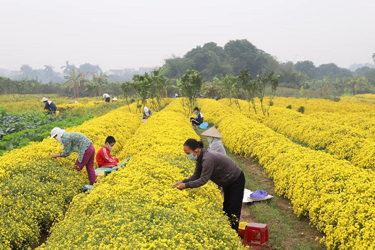Loại hoa tiến vua có giá nửa triệu đồng/kg, dân thi nhau ra đồng hái Loai hoa tien vua co gia nua trieu dong/kg, dan thi nhau ra dong hai