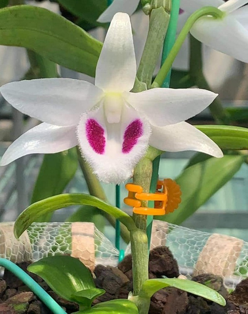 Chieu tro trong gioi buon lan dot bien-Hinh-2