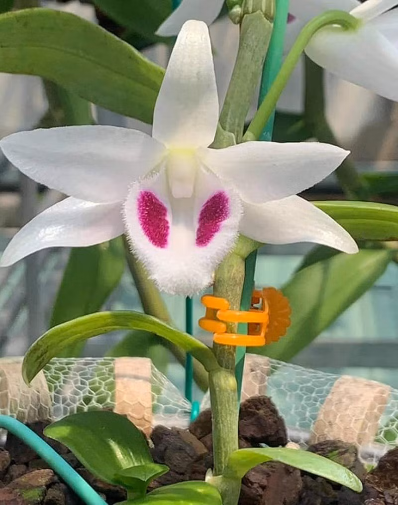 Chieu tro trong gioi buon lan dot bien-Hinh-2