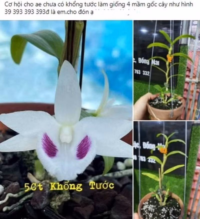 Chieu tro trong gioi buon lan dot bien