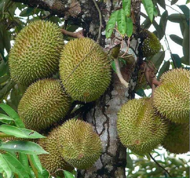 Loai sau rieng ngon nhat the gioi duoc rao ban voi gia re chua tung co-Hinh-2