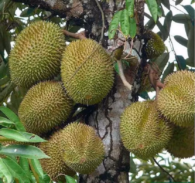 Loai sau rieng ngon nhat the gioi duoc rao ban voi gia re chua tung co-Hinh-2