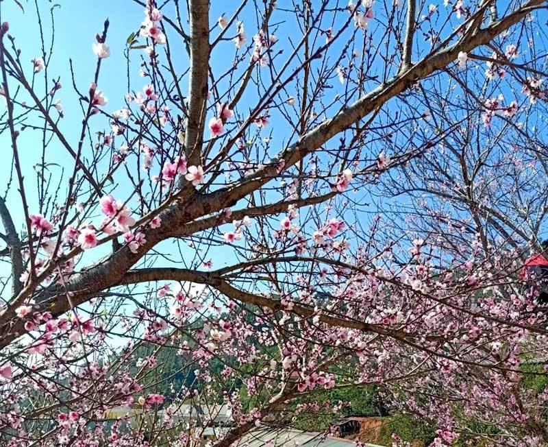 Dan buon tiet lo mua Tet ban suong suong 800 canh dao rung-Hinh-2