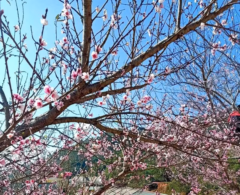 Dan buon tiet lo mua Tet ban suong suong 800 canh dao rung-Hinh-2