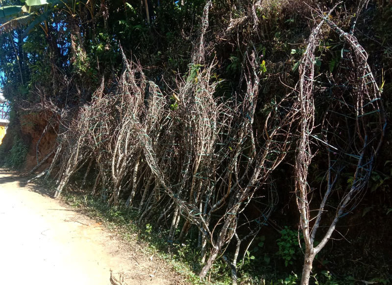 Dan buon tiet lo mua Tet ban suong suong 800 canh dao rung-Hinh-5