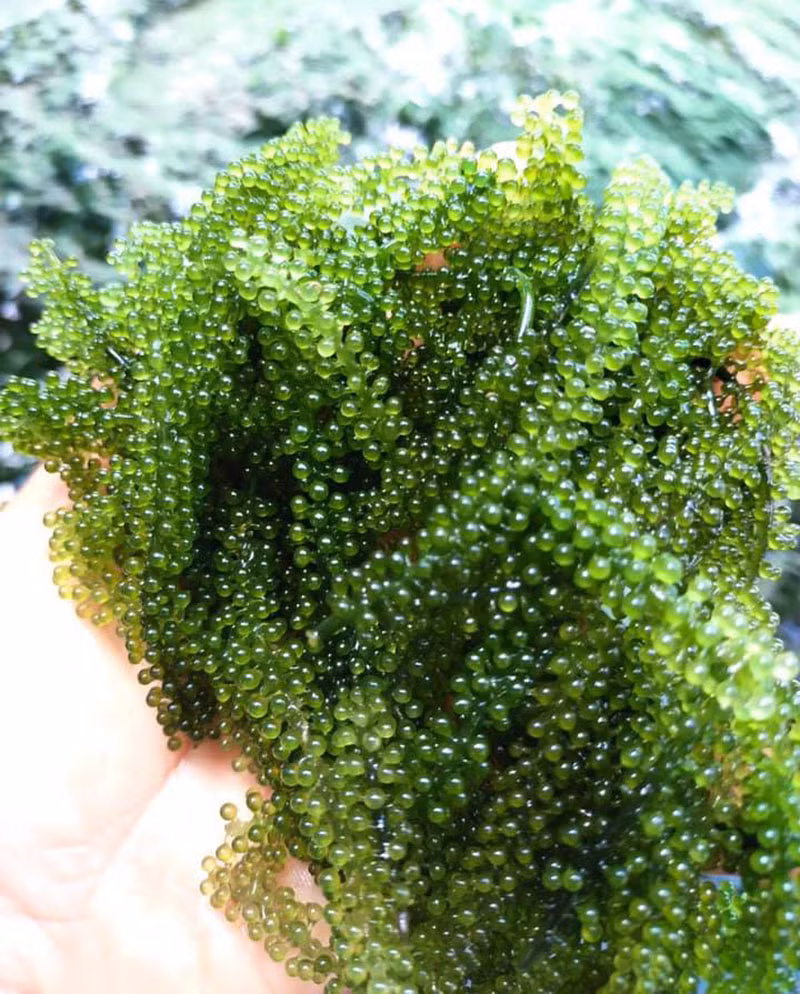 Rong nho do bo ve cho, gia re chua tung co-Hinh-3