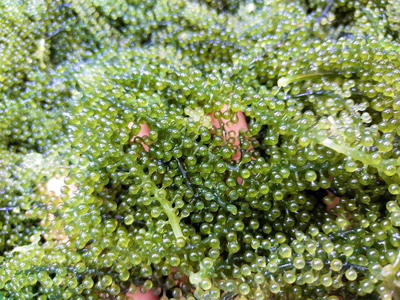 Rong nho do bo ve cho, gia re chua tung co