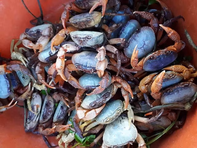 Cua đá núi được quảng cáo là “ngon hơn cua biển, rẻ hơn cua đồng” - Hình 2 Cua da nui duoc quang cao la “ngon hon cua bien, re hon cua dong”-Hinh-2