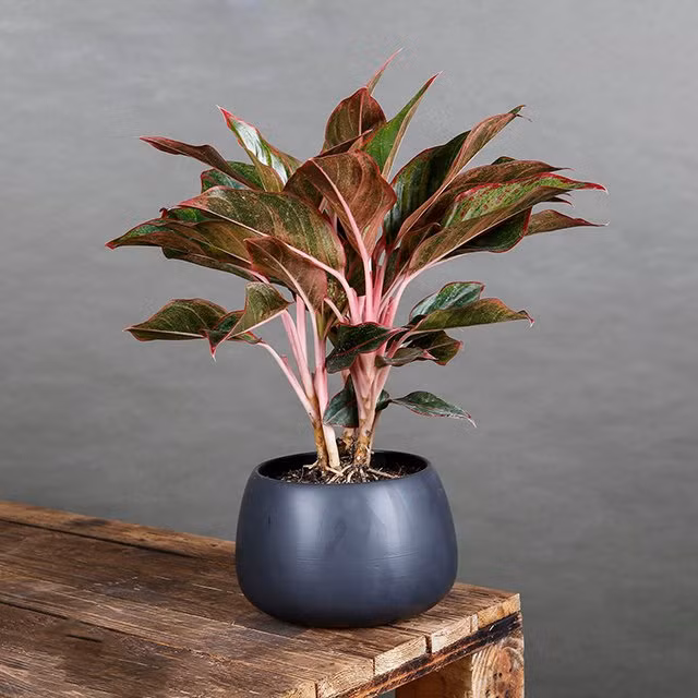 6 loai cay hop via Than Tai, trong trong nha tai loc vao nhu nuoc-Hinh-4