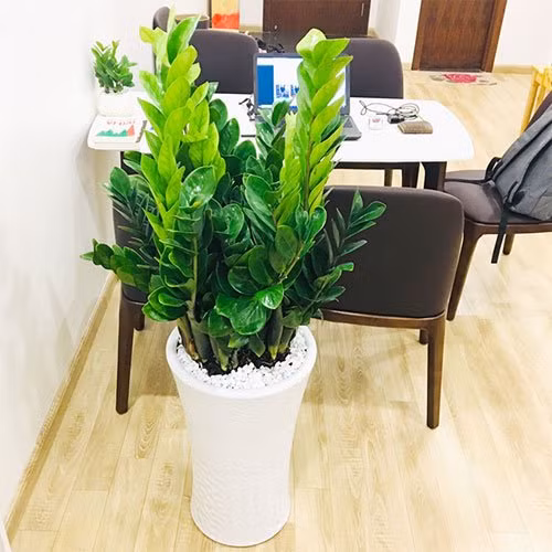 6 loai cay hop via Than Tai, trong trong nha tai loc vao nhu nuoc-Hinh-2